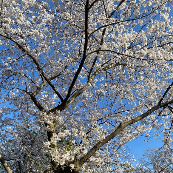 mayblossom1
